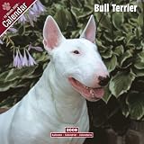 Kalender 2009 Bull Terrier - Bullterrier