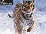 The Life of Mammals: Return to the Water