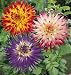 Grow Your Secret Garden Dahlia Cactus Seeds