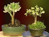 Beginner's Indoor Bonsai Gift Collection - Set of Two Variegated Jade Bonsai Collection
