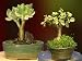 Beginner's Indoor Bonsai Gift Collection - Set of Two Variegated Jade Bonsai Collection