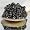 Farm Raised Osetra Caviar - 1 oz (28.5 g)