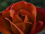Hot Cocoa Rose - Chocolate Blooms, Sweet Fragrance