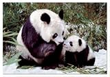 Pandas 1,000-pc. Puzzle