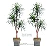 TWO 6' Yucca Tripled Artificial Trees Silk Plants