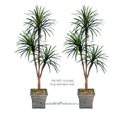 TWO 6' Yucca Tripled Artificial Trees Silk Plants
