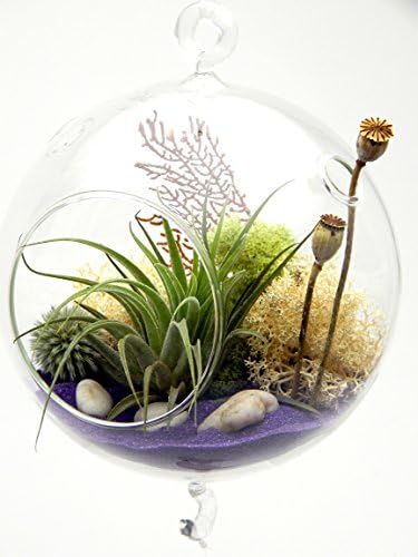 Hanging Air Plant Terrarium with Moss, Sea Fan, Echinop, Pods and Glass Murano Butterfly, 5" Glass Globe with Double Hook