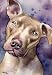 Pit Bull Dog Art Print Signed by Artist DJ Rogers
