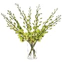 Green Dendrobium Orchids with Vase
