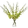Green Dendrobium Orchids