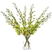 Floral Green Dendrobium Orchids with Vase