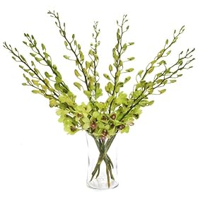 Green Dendrobium Orchids with Vase by 