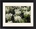 Framed Prints of Lily of the Valley from Ros Drinkwater