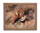 Pair Of Bighorn Sheep Animal Wildlife Home Decor Wall Picture Oak Framed Art Print