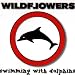 Swimming With Dolphins-Swimming With Dolphins