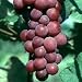 Vanessa Seedless Grape Vines