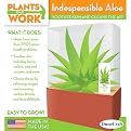 Indespensible Aloe Terrarium - Plants that Work Growing Kit by DuneCraft