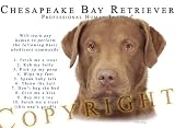 Chesapeake Bay Retriever Chessie Human Trainer Adult T Shirt