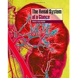 the renal system at a glance