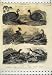 1808 Ornithology Malay Cock Dorking Frizzled Land Birds