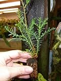 3 Fast Growing Baby California Redwood Tree Plugs