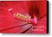 Hardy Hibiscus Canvas Print / Canvas Art - Artist Jeannie Burleson