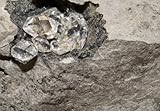 Wallmonkeys Peel and Stick Wall Decals - Quartz Crystals Called Herkimer Diamonds - 60