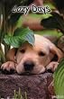 Lazy Days (Puppy) Photo Print Poster - 24x36