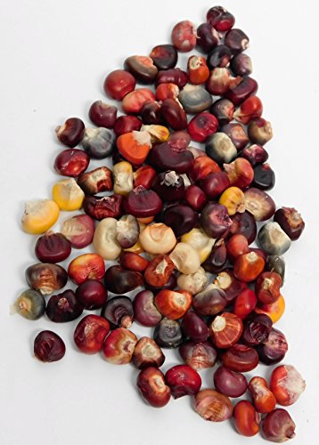 David's Garden Seeds Corn Dent Painted Mountain D2161A (Multi Color) 100 Organic Seeds David's Garden Seeds Corn Dent Painted Mountain D2161A (Multi Color) 100 Organic Seeds