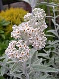 Buddleia Silver Anniversary