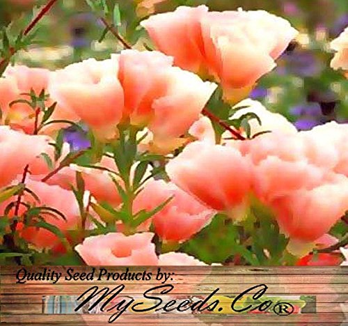 3,000 CLARKIA GODETIA LIGHT SALMON Flower Seeds bright colors Clarkia amoena 3,000 CLARKIA GODETIA LIGHT SALMON Flower Seeds bright colors Clarkia amoena