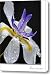 African Iris Canvas Print / Canvas Art - Artist Holly Kempe