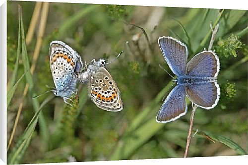 Canvas Prints of Butterfly from Country Life 