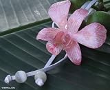Natural orchid leather long necklace, 'Exotic Strawberry Bloom'