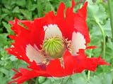 51jVVN8M4GL. SL160  Danish Flag Poppy 1500 Seeds   Papaver somniferum
