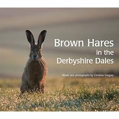 Brown Hares in the Derbyshire Dales