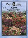 Phlox, Twinkle Star Dwarf