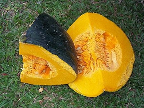 Caribbean Pumpkin Cucurbita Moschata Calabaza 50 Seeds