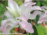 Lily Double Oriental Miss Lucy