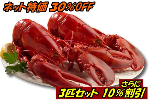 ぷりっぷり！ジューシー特大活アメリカ東海岸産 ロブスター（オマール海老[エビ]）450g×3尾セット