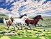 Senior Paint By Number Set Gallop Horse