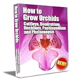 How to grow orchids: Cattleya, Dendrobium, Oncidium, Paphiopedilum and Phalaenopsis