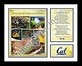 University of California Berkley Cal Golden Bears NCAA Framed Photograph Milestone Collage