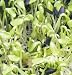 David's Organic Edible Sprouts Sunflower 1 Ounce per Packet