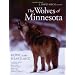 The Wolves of Minnesota