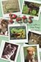 Pets: Never Dance With a Tree Frog (Cover-to-Cover Books Series)