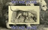 2.75 inch x 2 inch (7.5 x 5cm) Acrylic Fridge Magnet Dogs Chien De Gascogne Vintage Image