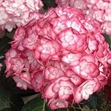 アジサイ（ハイドランジア）：ミス サオリ3.5号ポット[苗][チェルシーフラワーショーにて受賞！]