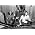 Thumbnail image of Pink Floyd