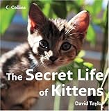 The secret life of kittens